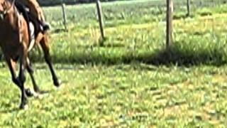 Video Clip Ash riding Charm 010.AVI