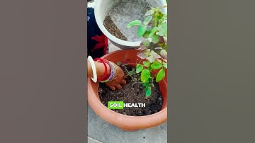 Low fruit production? 🍅🍓 Your soil might be missing something important: POTASSIUM