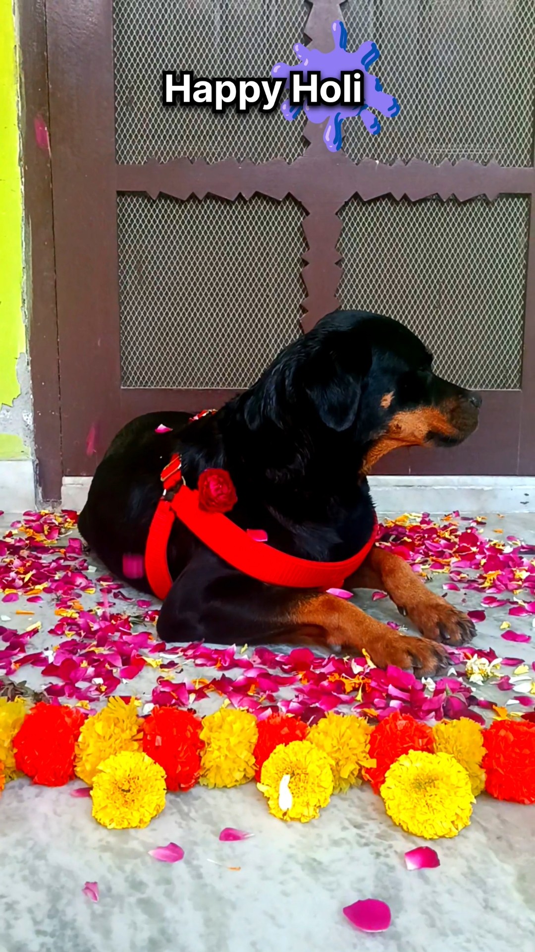 🎨होली सेलिब्रेशन 🤗 - ShareChat