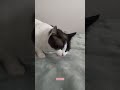 #carnilove #pisici #pisică #snowshoecat #pisica #catfood #cats #catshorts #catvideos #catlife