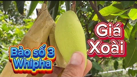 Giá xoài Đài Loan và cát hòa lộc, cát chu trong bảo số 3 wipha ngày 21 tháng 7, 2025