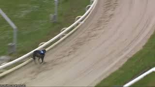 Hove Greyhound Trials 5/5/24