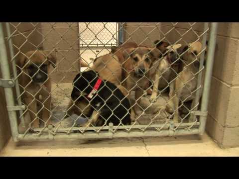 Crowded Cage_Small Dogs_Shelter free video clips background
