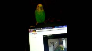 Aurora Trying To Talk To Disco