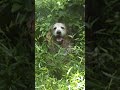 Jungle Dog- Golden Retriever