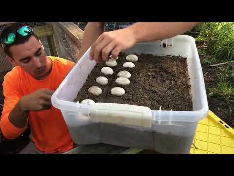 leopard print Red & Purple Tegu Eggs