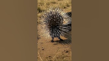 Porcupine vs Giant Python #ai #short #shortvideo #aivideo #porcupines  #python