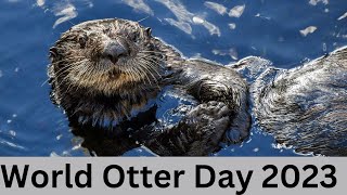 Otterly Adorable: Celebrating World Otter Day:)