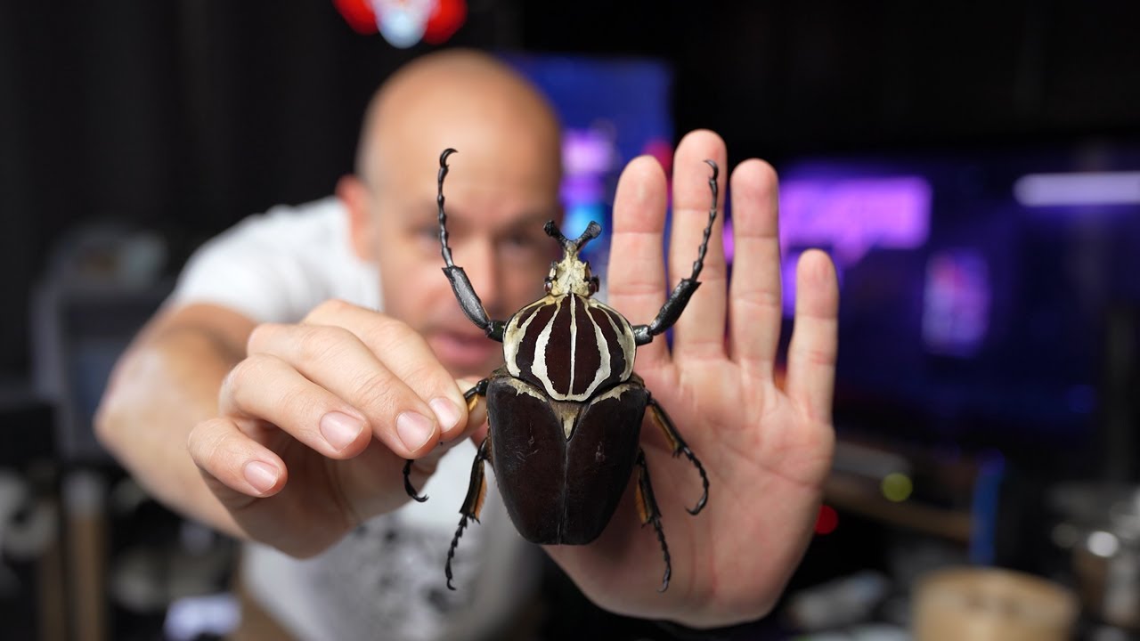 How To Insect Mounts YouTube