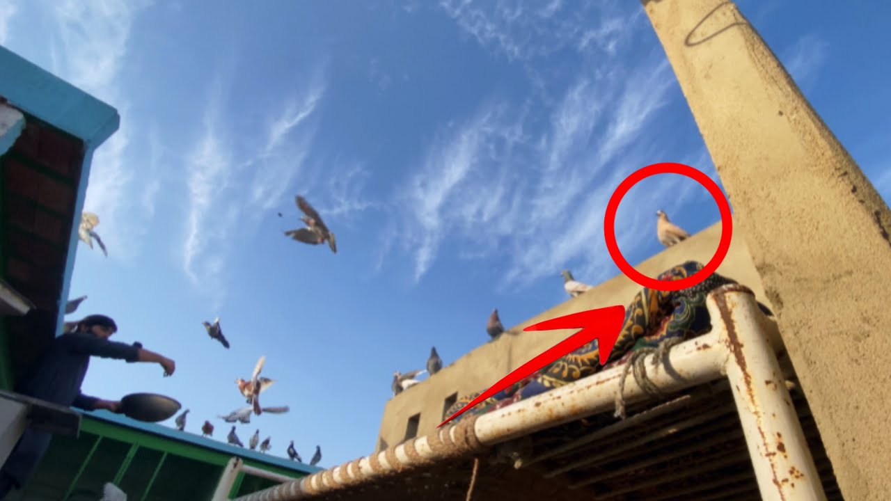 Bari Toli Walo Ka Kabootar Beth Gaya Laraiya Mein😮