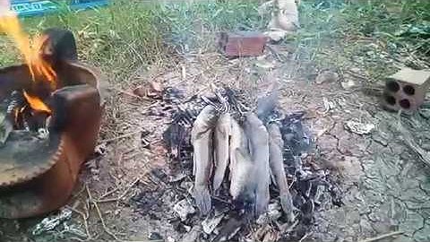 Đi cắm cá thòi lòi về nướng mọi chấm muối ớt ăn cho đã thèm