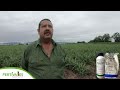 Ya conoces el herbicida preemergente orion