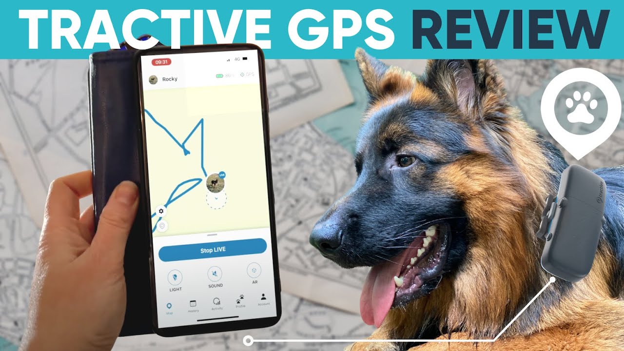 Implant or GPS chip for cats and dogs, how to choose?