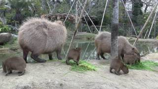 カピバラ 5つ子の赤ちゃんが生まれました - YouTube