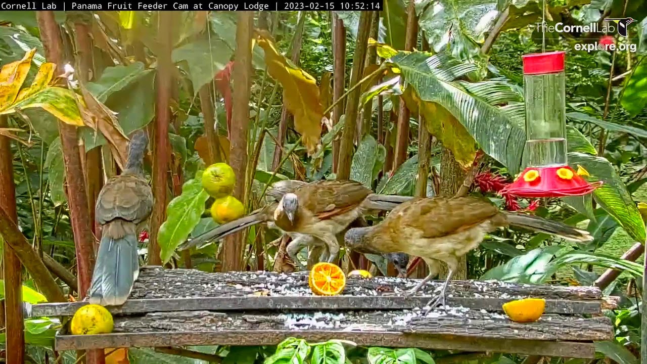 Panama Fruit Feeder Cam at Canopy Lodge powered by EXPLORE.org