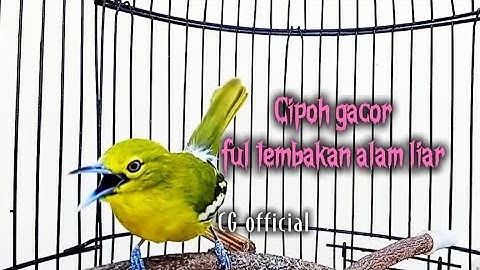 CIPOH GACOR SUARA MERDU FUL TEMBAKAN ALAM LIAR!! cocok buat masteran