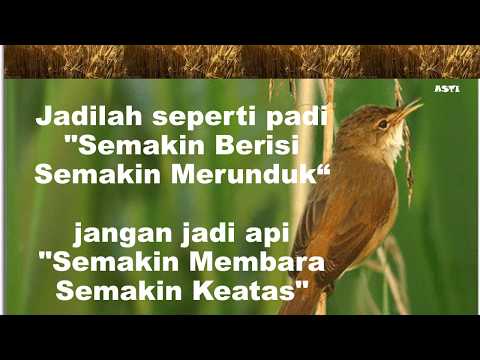 28 Kata Kata Bijak Tentang Padi - Kata Mutiara Bijak 2020