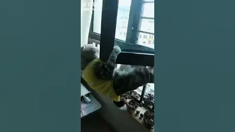 Video 4760451: persian american bobtail, american bobtail cat, cat peterbald chausie, japanese bobtail snowshoe cat, manee cat