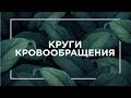 Круги кровообращения | ЕГЭ Биология | Даниил Дарвин