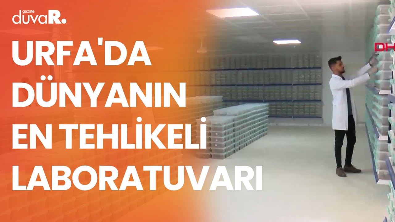 Urfa'da dünyanın en tehlikeli laboratuvarı... 15 bin zehirli akrep bulunuyor