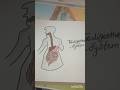 the digestive system #youtubevideo #art #drawing