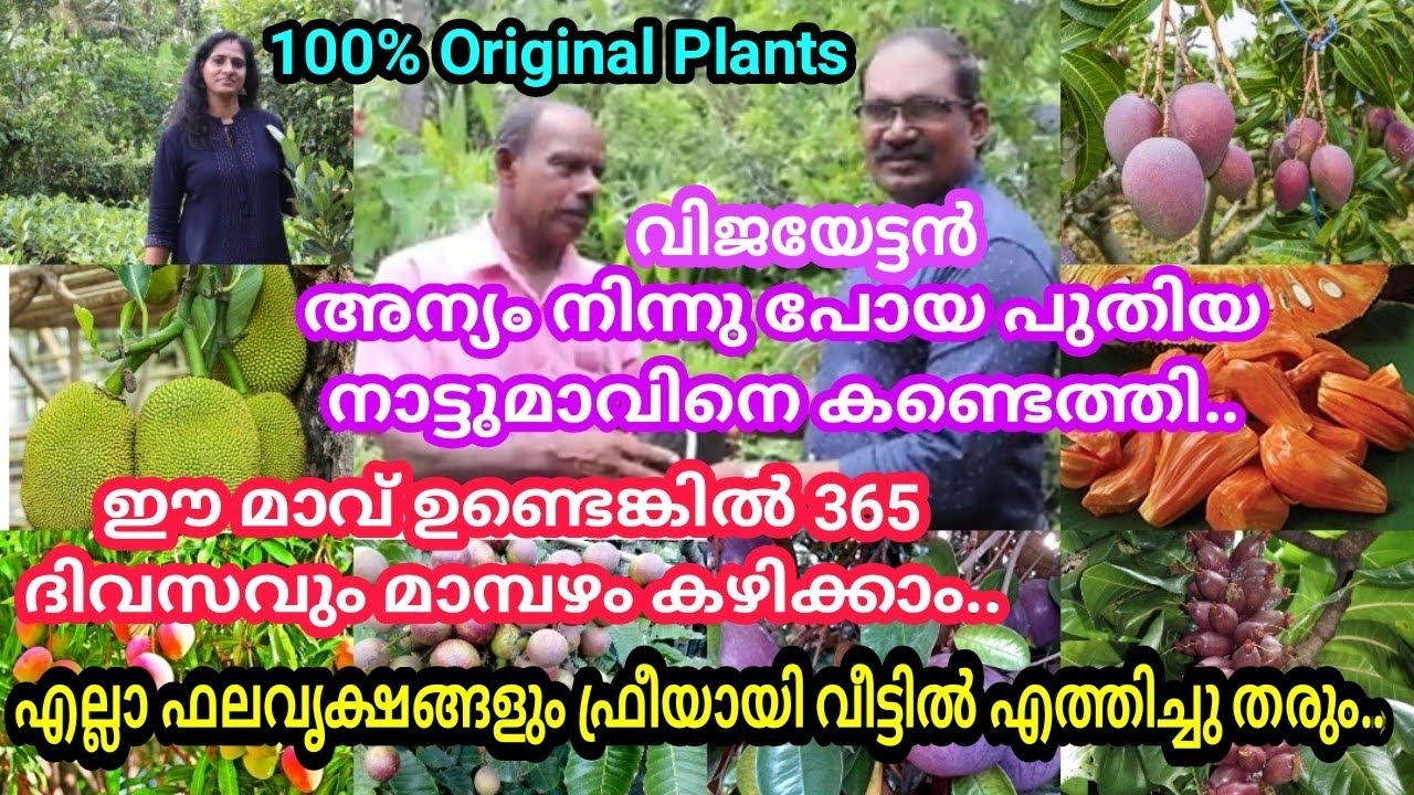 അന്യംനിന്നുപോയ നാട്ടുമാവിനങ്ങളെ കണ്ടെത്തി വീണ്ടും കർഷകരിലേക്ക് എത്തിക്കുന്നു/Malabr Agro Nursery