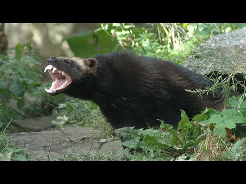 Video: Суунун астынан шок. Америкалык AUGлар канчалык күчтүү?