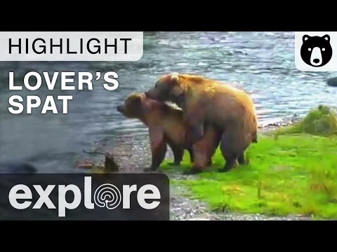 Thumbnail for A Lover's Spat - Katmai National Park - Live Cam Highlight