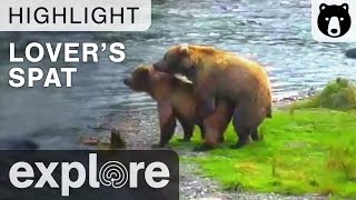 A Lover's Spat - Katmai National Park - Live Cam Highlight