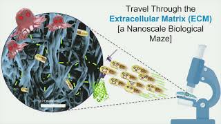 Jeanpun Antarasen - Travel through the extracellular matrix (ECM): a nanoscale biological maze