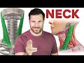 How to remember every muscle in the neck  corporis