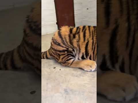 كمية اللحم مهمة لصحة النمر