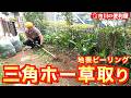 【三角ホー草取り】地表ピーリングで雑草一掃🌿シダ&スイセンの根も掘り出す威力🌾ナンテン躑躅アジサイ抜根🌸手斧で粉砕｜千葉県市川市の便利屋！各作業料一覧、お問い合わせ先は概要欄をご覧下さい！