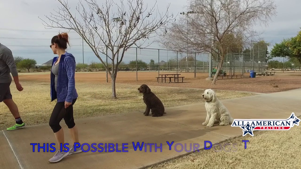 dog aggressive goldendoodle Best Dog Trainers Phoenix YouTube