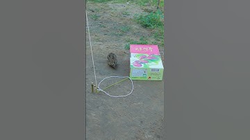 New Processing Technique Quail Trap #shortvideo #birdtrap #ytshorts #animaltrap