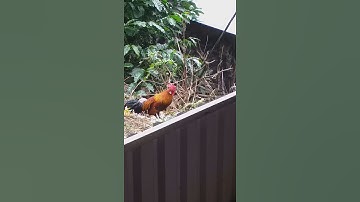 Tiếng gà rừng tơ tập gáy