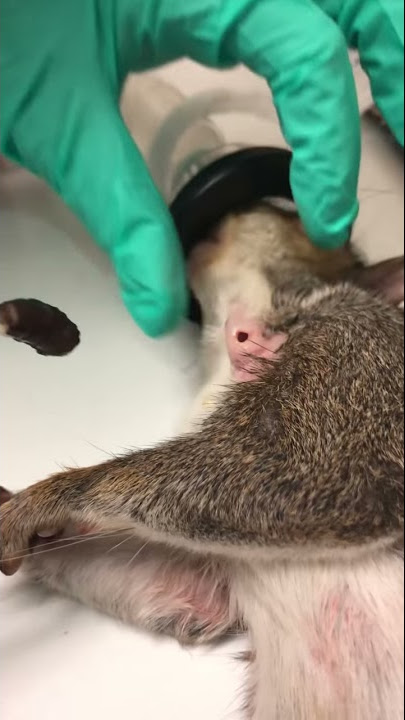 Cuterebra removal from a squirrel