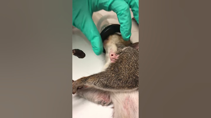 Cuterebra removal from a squirrel