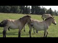 FWU - Das Pferd - Abstammung, Lebensweise, Fortpflanzung - Trailer