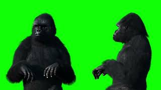 green screen 2 gorilla dancing effect || HD copyright free
