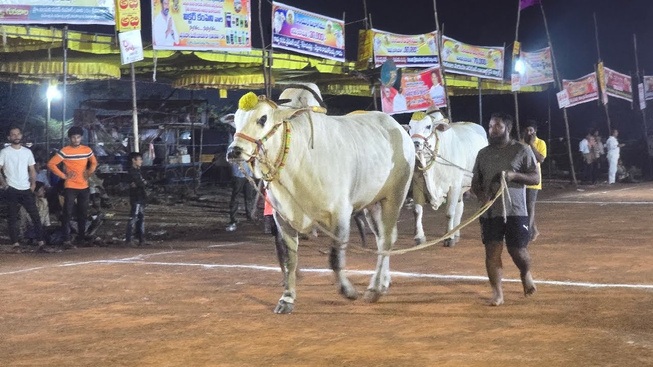 గురజాల సీనియర్స్ 10వ జత  Gp. చౌదరి బుల్స్ గుడవల్లి లక్ష్మి దీక్షిత చౌదరి గారు