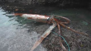 生きたダイオウイカが漂着 島根、冷凍保存に
