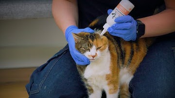 How to give your cat ear drops | Expert vet advice