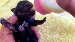 I found a newborn puppy by the roadside, and I took care of it just like feeding a baby. by Cats and Dogs Together 2,348 views 1 day ago 10 minutes, 18 seconds