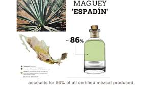 12 AGAVES