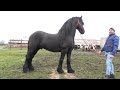 Caii lui Catalin de la Marghita, Bihor - 2021 Nou!!!