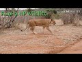Maajabu Ya Simba WA Ruaha Maajabu Ya Simba WA Ruaha