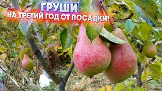 видео: Груши - на третий год от посадки! картинка: Груши - на третий год от посадки!