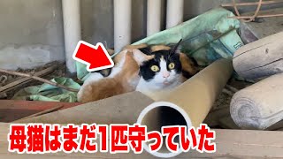 【残された子猫一匹の救出】飼い猫が遺棄され、その子が産んだ子猫達のレスキュー母子共に保護します