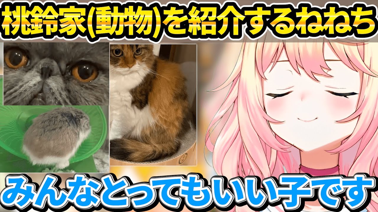 何気に初お披露目の毛玉ちゃんたちを性格含め紹介してくれるねねち【ホロライブ/桃鈴ねね/切り抜き】